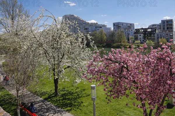 Trees in blossom on the Danube