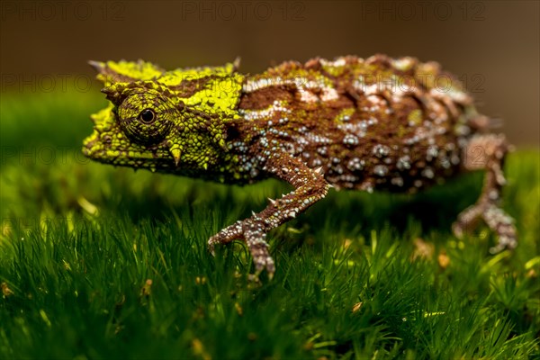 Variegated Earth Chameleon