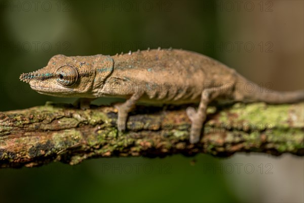 Uetz Vetchling Chameleon