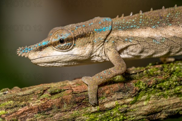 Uetz Vetchling Chameleon