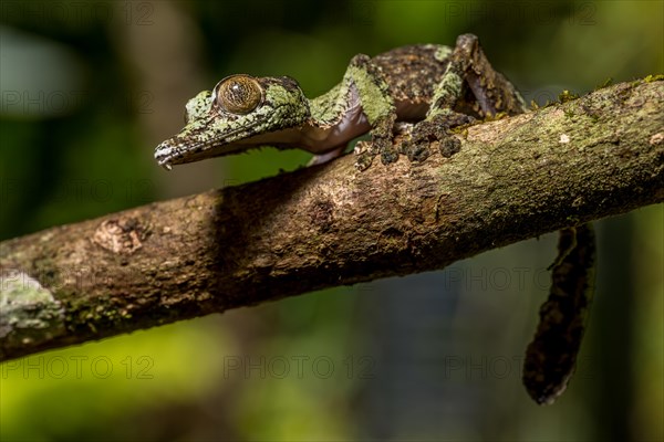 Mossy leaf-tailed gecko