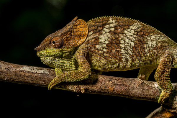 Amber Mountain amber chamaeleon