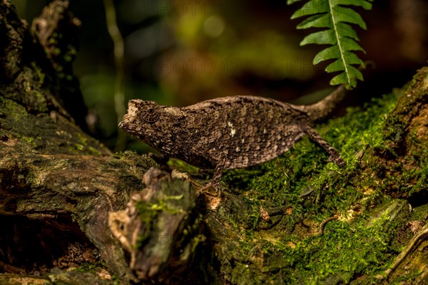 Antakarana ground chameleon