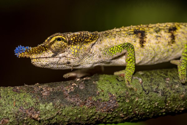 Blue-nosed Chameleon