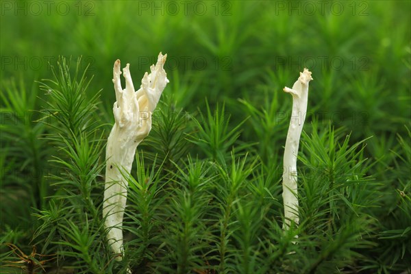 Candlestick fungus