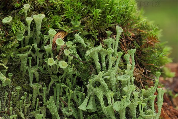 Cup lichen