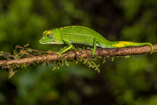 Marojejy chameleon