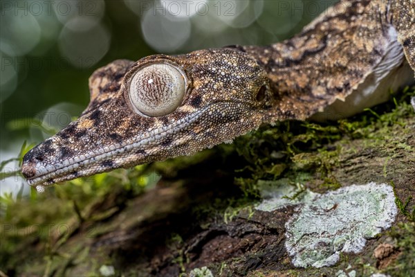 Giant leaf-tailed gecko