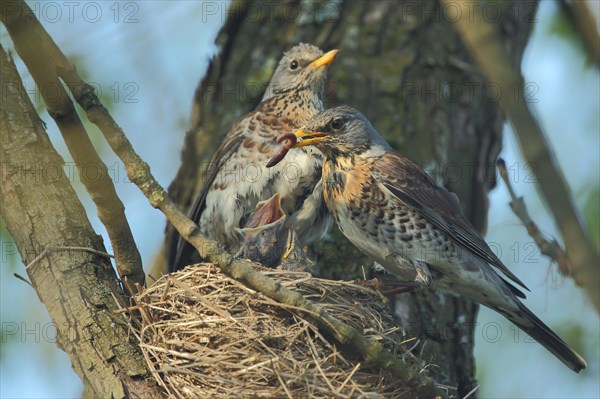 Fieldfare