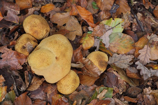 Group Thin-shelled potato bovid