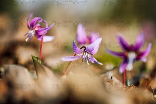 Flowering dog's tooth violet