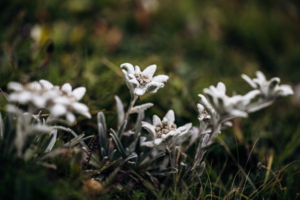 Alpine edelweiss