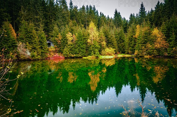 The river "Weisse Sehma" forms a small pond in the middle of the spruce forest in the Ore Mountains below the Fichtelberg