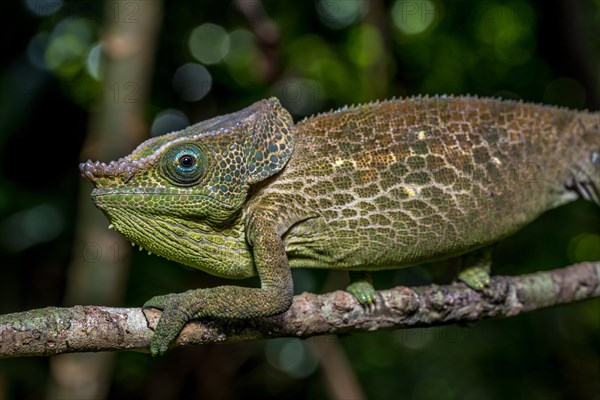 Malthes elephant-eared chameleon