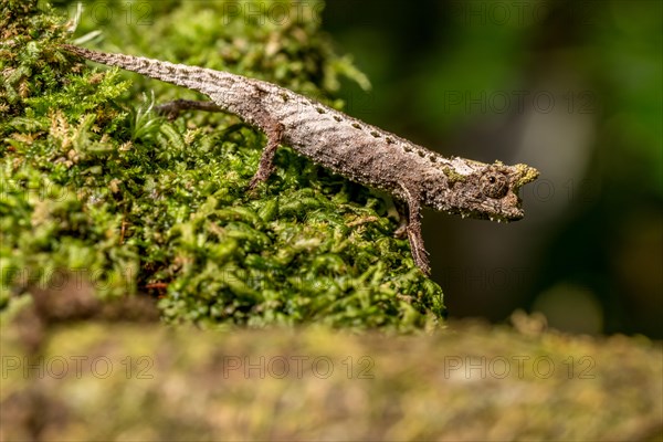 Marojejy Earth Chameleon