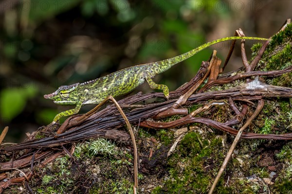 Will's two-horned chameleon