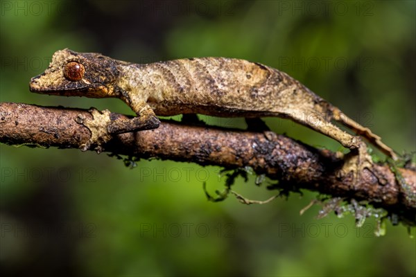 Flat-tailed gecko