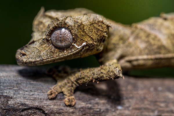 Clever flat-tailed gecko