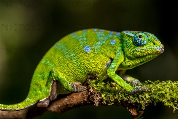 Petters petter's chameleon