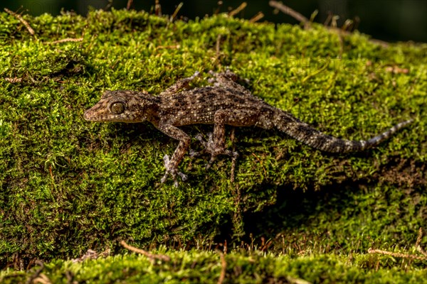 Big-headed gecko