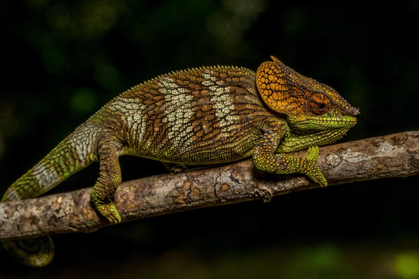 Amber Mountain amber chamaeleon