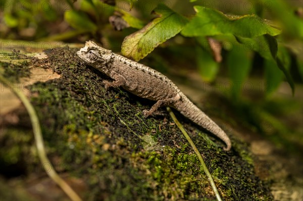 Montagne d Ambre Earth Chameleon