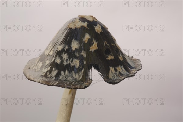 Cap of coprinopsis picacea