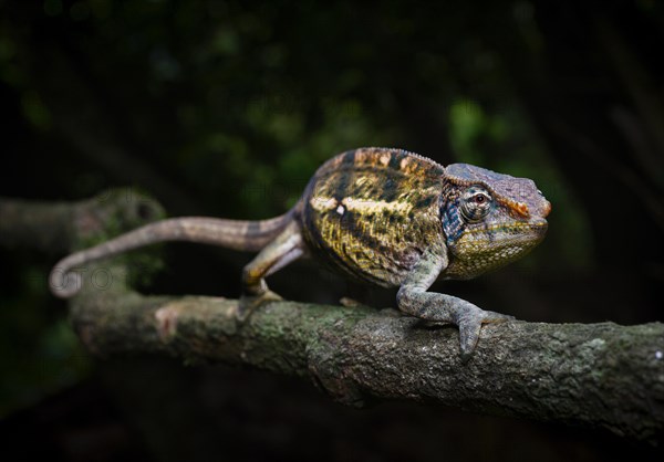 A male Montagne d Ambre amber chamaeleon