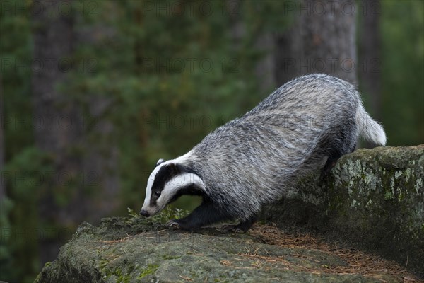 European badger