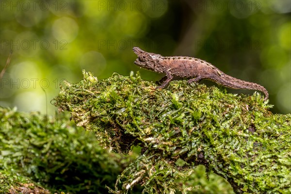 Marojejy Earth Chameleon