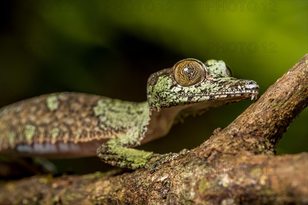 Mossy leaf-tailed gecko