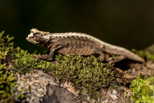 Montagne d Ambre Earth Chameleon