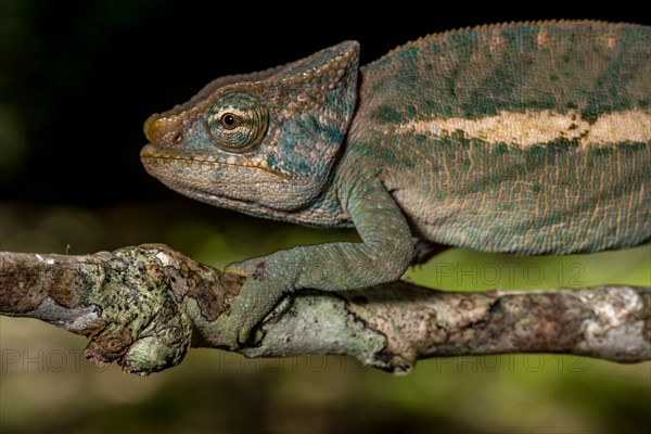 Amber Mountain amber chamaeleon