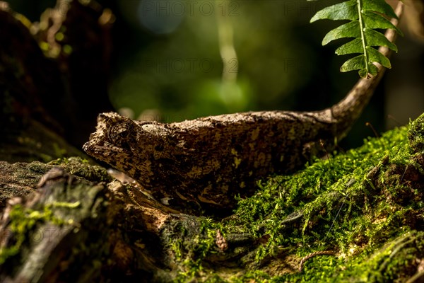 Antakarana ground chameleon