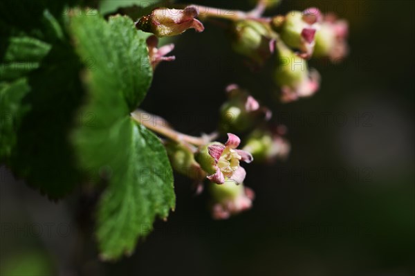 Nature in the Dutch province of Drenthe on 19. 4. 2019 sprouts leaves and flowers everywhere in the forests of the Hondsrug and in the gardens