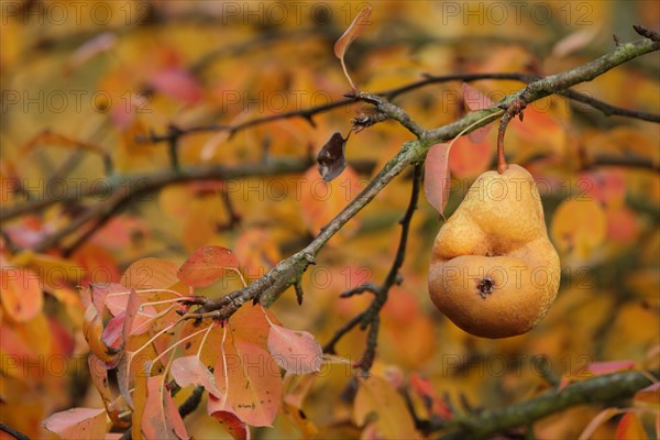 European pear