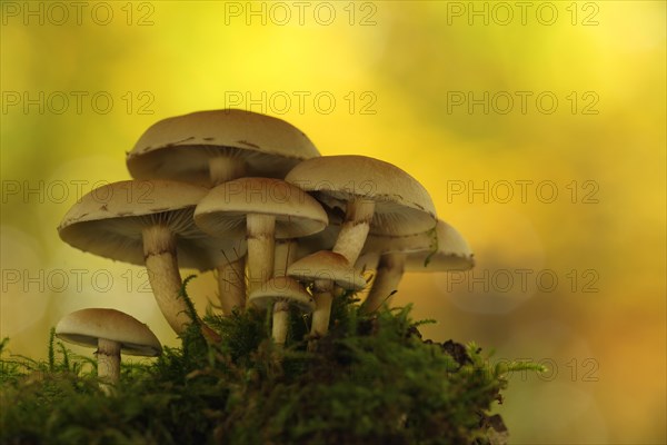 Tuft of sulphur tuft