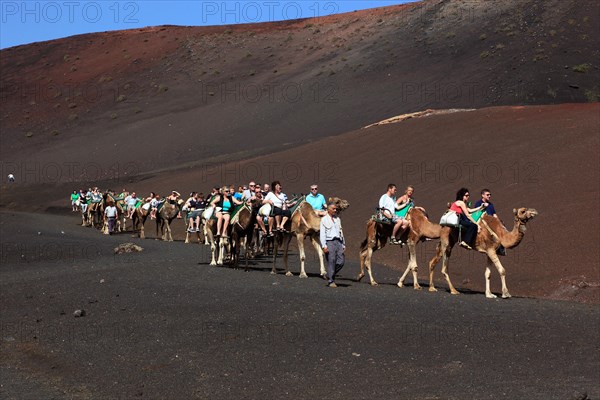 Dromedary Riding for Tourists in Timanfaya National Park