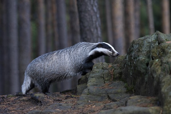 European badger