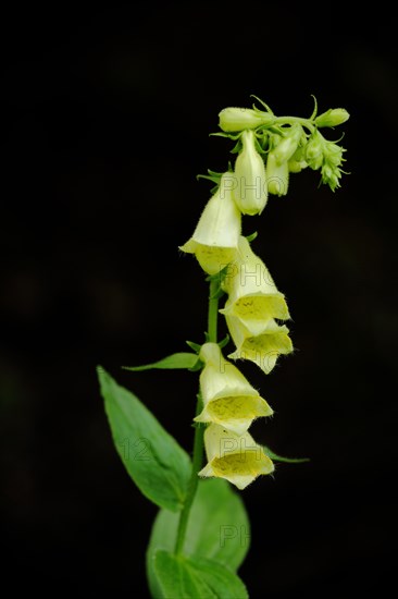 Yellow foxglove