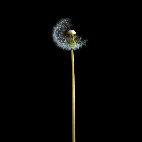 Dandelion flower