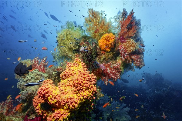Multicoloured coral block rising on coral reef with various multicoloured floral animals