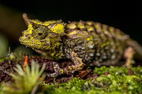 Variegated Earth Chameleon