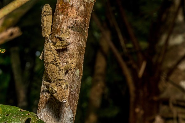 Giant flat-tailed gecko