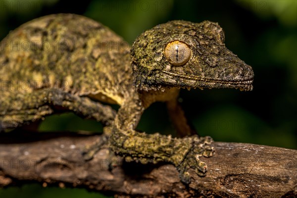 Henkel's flat-tailed gecko