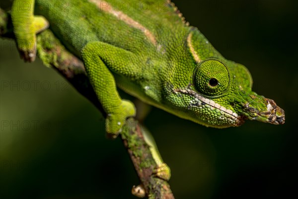 Petters petter's chameleon