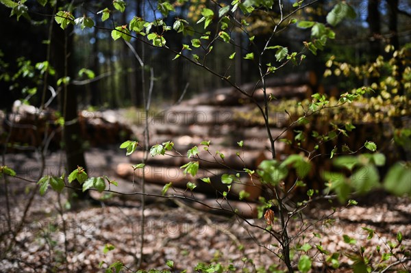 Nature in the Dutch province of Drenthe on 19/4/2019 sprouts leaves and flowers all over the Hondsrug forests and gardens. Hondsrug