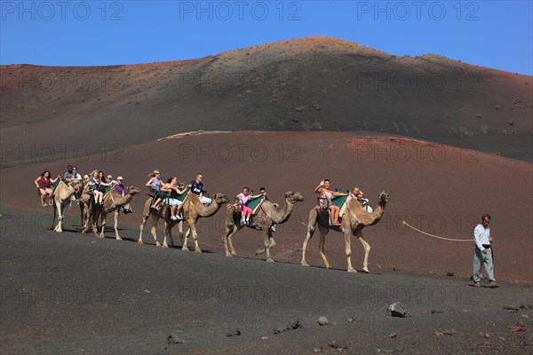 Dromedary Riding for Tourists in Timanfaya National Park