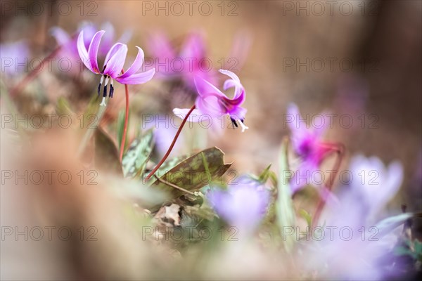 Flowering dog's tooth violet