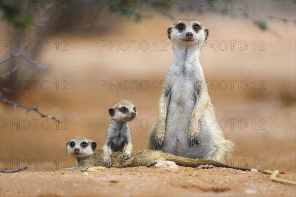 2 cute Meerkat